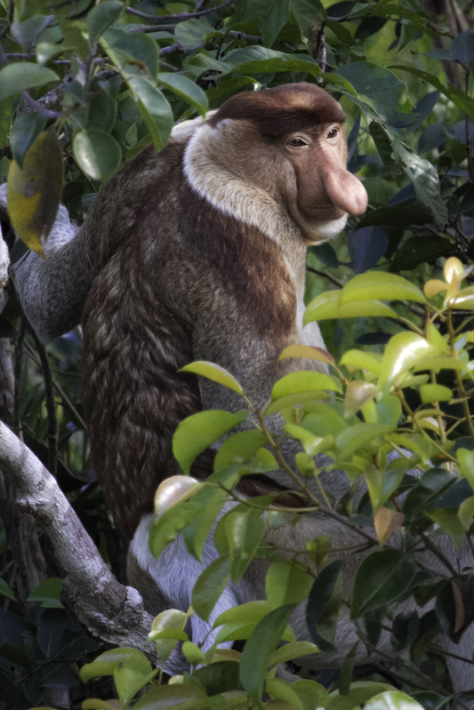 ASIA_prosbocis_website_IMG_2049.jpg :: Proboscis monkey (Nasalis larvatus), Tanjung Puting National Park, Borneo Island, Indonesia.