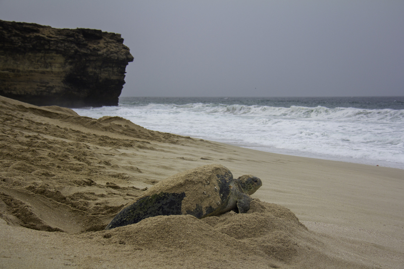 ASIA_tortuga_IMG_0195.jpg :: Green sea turtle (Chelonia mydas), Oman.