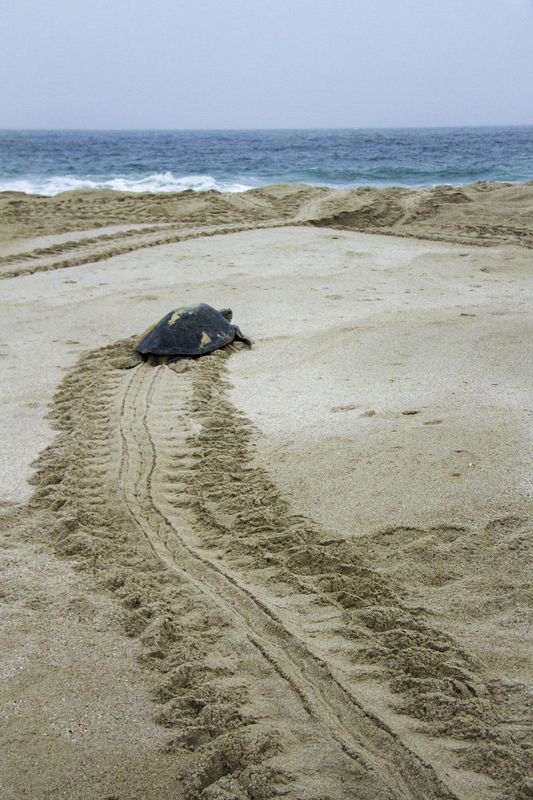 ASIA_tortuga_website_IMG_0007.jpg :: Green sea turtle (Chelonia mydas), Oman.