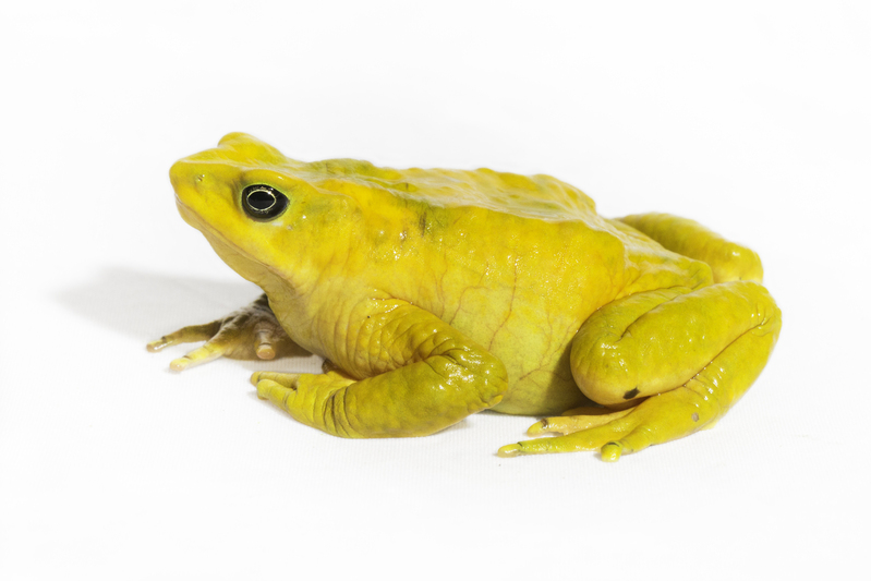 Atelopus_epikeisthos_flip_AD4A6916(1).jpg
