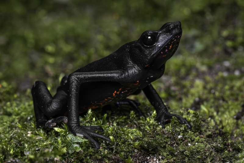 Atelopus_seminiferus_H6A6933.jpg
