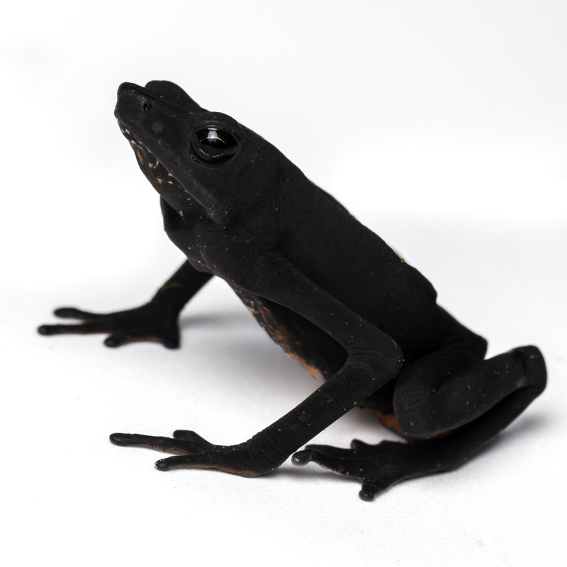 Atelopus_seminiferus_H6A7319.jpg