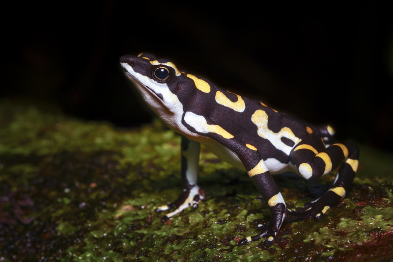 Atelopus_seminiferus_H6A8614.jpg