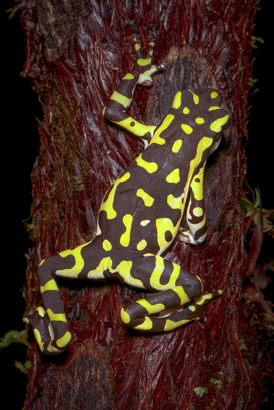 Atelopus_seminiferus_H6A9403.jpg