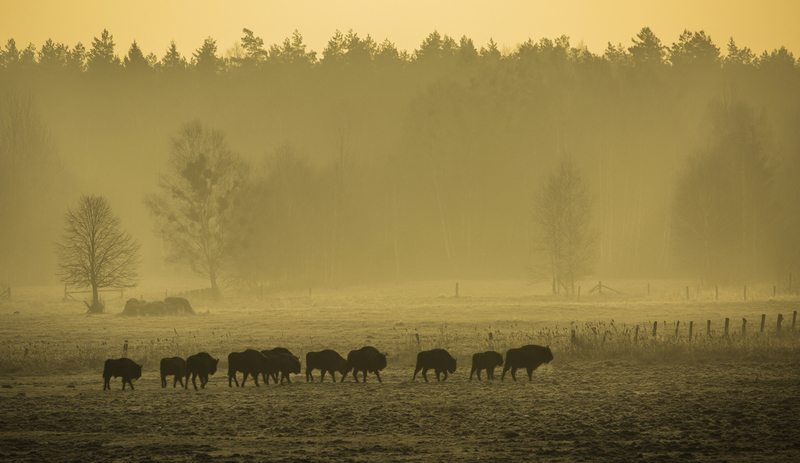 EUROPA_bisonte_AD4A1312.jpg :: European Bison (Bison bonasus), Bialowieza National Park, Poland.