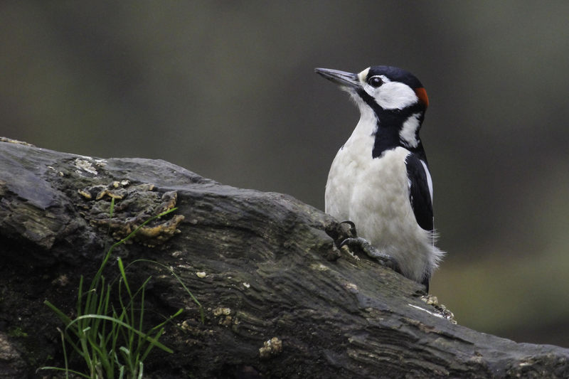 EUROPA_carpintero_IMG_2948.jpg :: Great Spotted Woodpecker (Dendrocopos major), Wiener Walds, Austria.