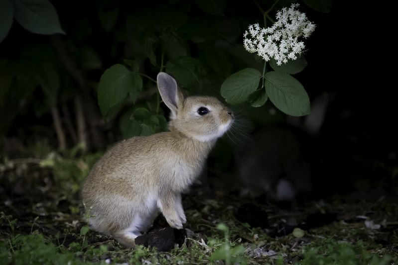 EUROPA_conejo_AD4A2623.jpg :: European rabbit (Oryctolagus cuniculus), National Park Neusiedler See, Austria.