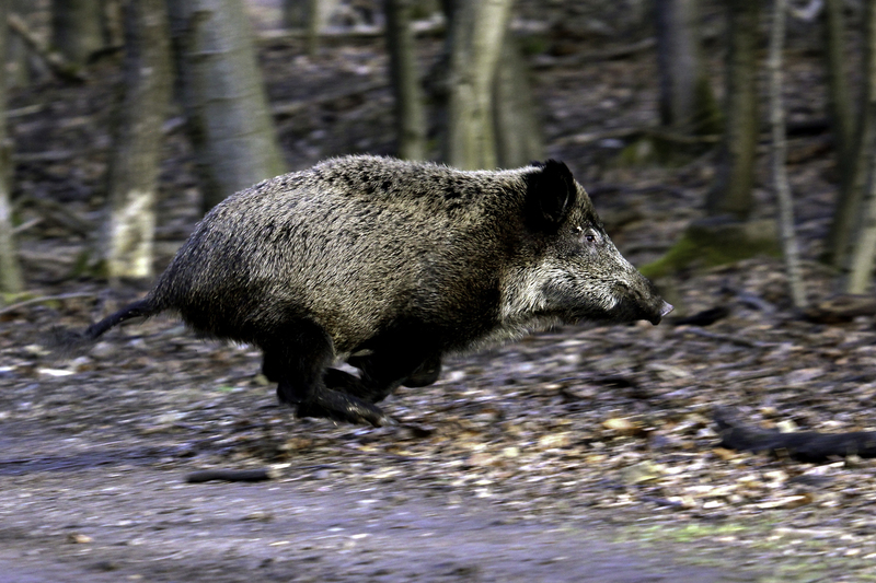 EUROPA_jabali_wild_boar_b_IMG_8403.jpg :: Wild boar (Sus scrofa), Wiener Walds, Austria.