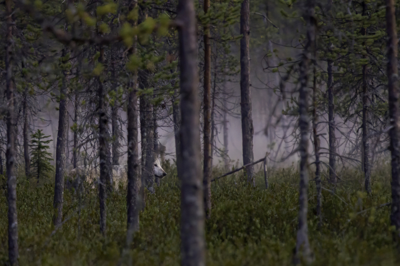 EUROPA_lobo_IMG_5854-Editar.jpg :: Wolf (Canis lupus). Finland.