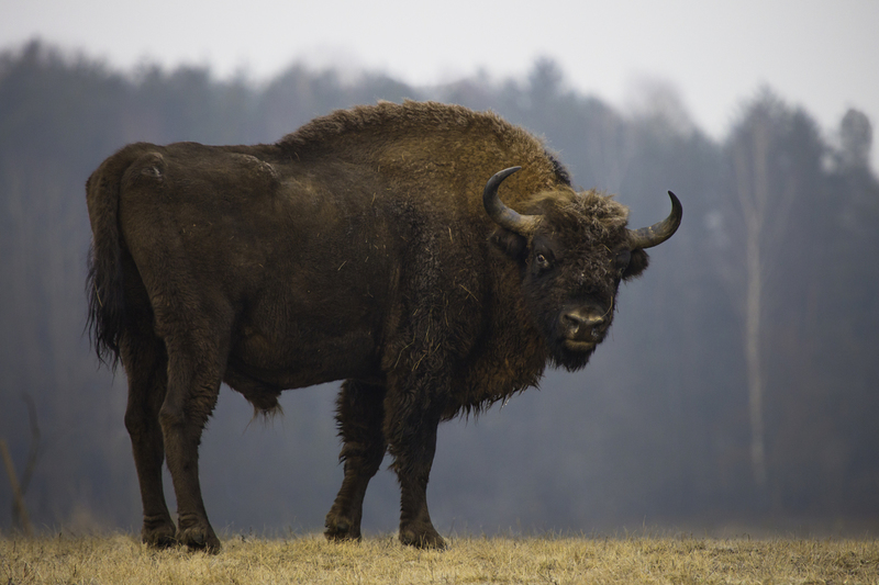 EUROPE_bison_website_AD4A1248.jpg :: European Bison (Bison bonasus), Bialowieza National Park, Poland.