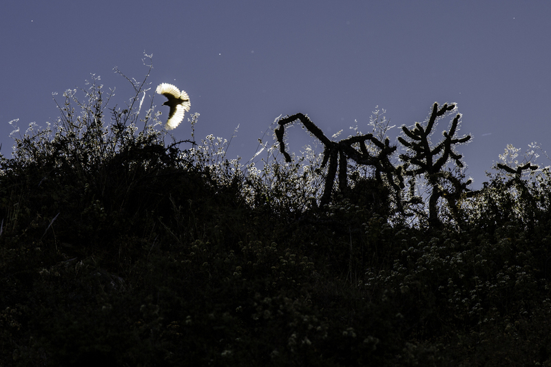 EXPO_ave_AD4A5955.jpg :: Bird flying at Santa Eulalia Valley, Peru.
