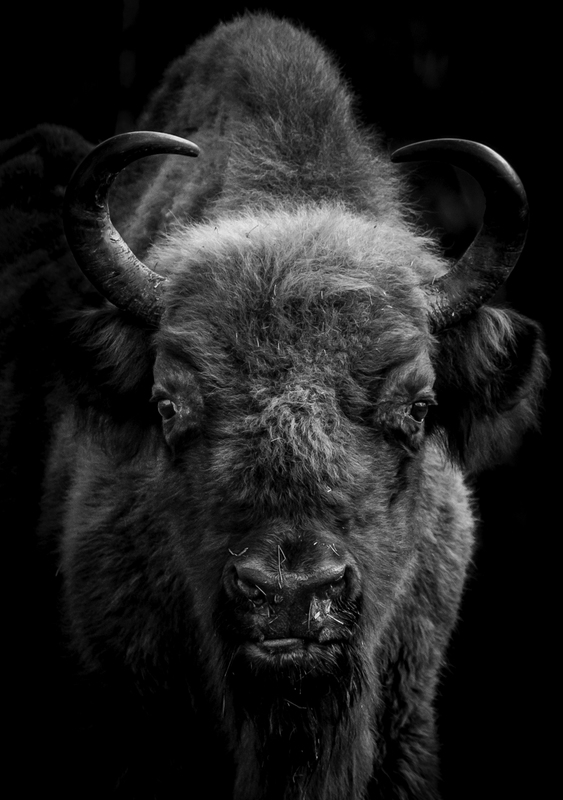 EXPO_bisonte_AD4A1603(1).jpg :: European Bison (Bison bonasus), Poland.