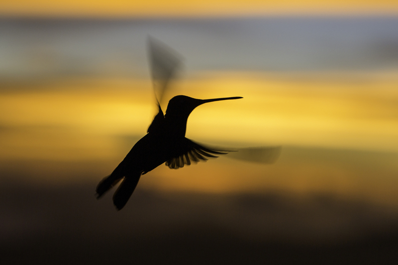 EXPO_colibri_AD4A6747.jpg :: Hummingbird, Talamanca mountains, Costa Rica.