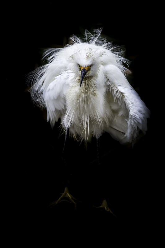 EXPO_garza_AD4A2636.jpg :: Snowy egret (Egretta thula), Peru.