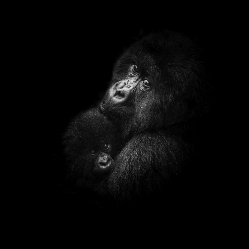 EXPO_gorila_AD4A3934.jpg :: Mother and baby Mountain Gorilla (Gorilla beringei beringei), Rwanda.