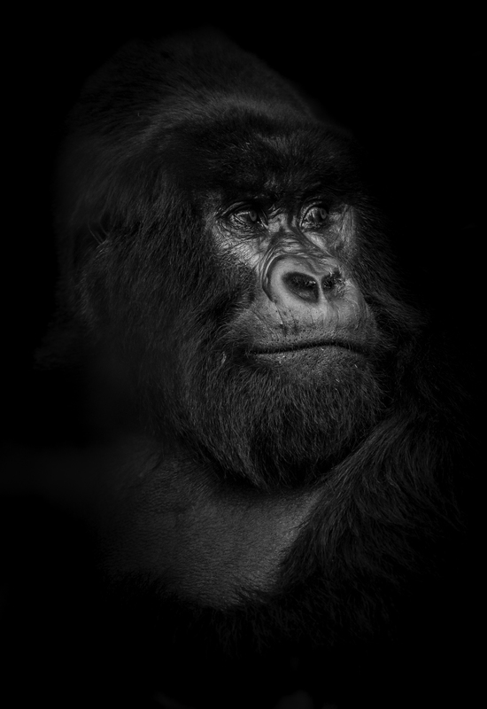 EXPO_gorila_IMG_8702.jpg :: Silverback Mountain Gorilla (Gorilla beringei beringei), Rwanda.