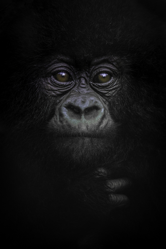 EXPO_gorila_IMG_8738.jpg :: Baby Mountain Gorilla (Gorilla beringei beringei), Rwanda.