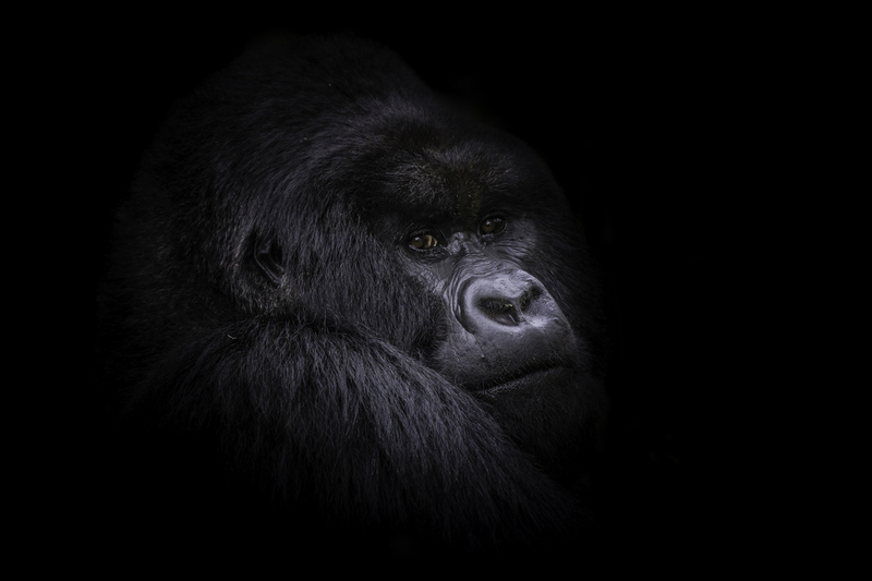 EXPO_gorila_IMG_8783.jpg :: Silverback Mountain Gorilla (Gorilla beringei beringei), Rwanda.
