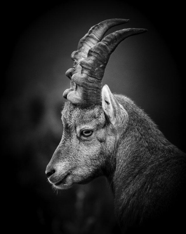 EXPO_ibex2_AD4A8339.jpg :: Alpine ibex (Capra ibex), Austria.