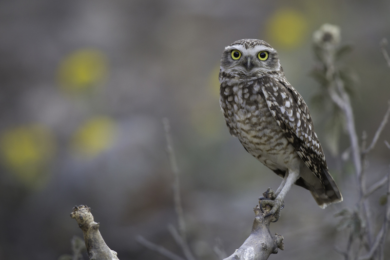 EXPO_lechuza_AD4A6039.jpg :: Burrowing Owl (Athene cunicularia), Lima, Peru.