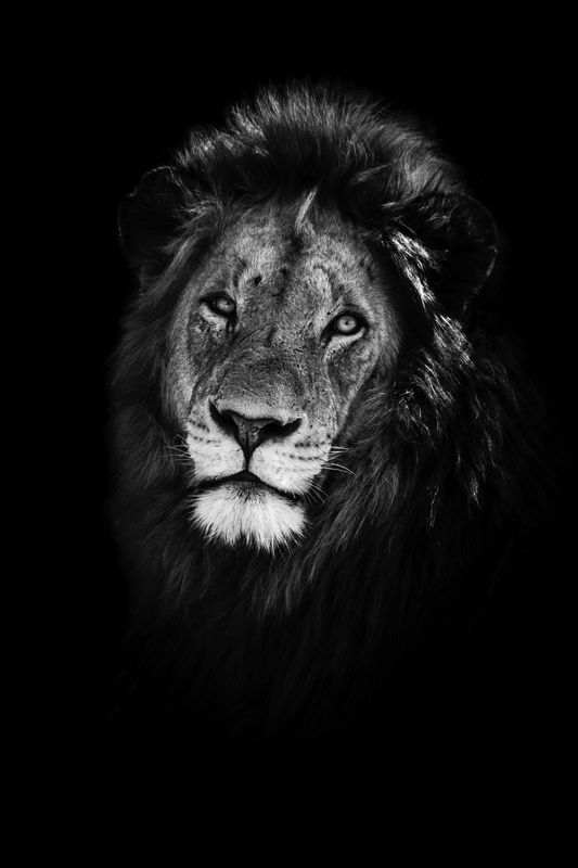EXPO_leon_IMG_6632.jpg :: Male lion (Panthera leo), South Africa.