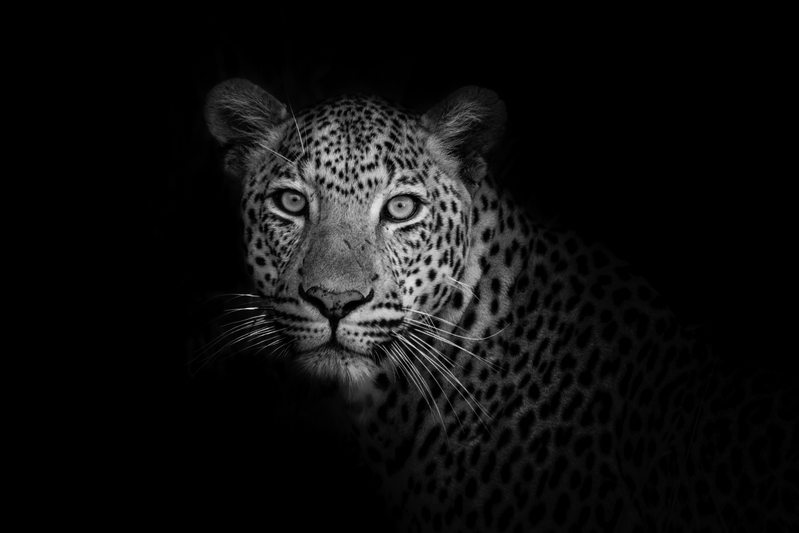 EXPO_leopardo_IMG_7441.jpg :: Leopard (Panthera pardus), South Africa.