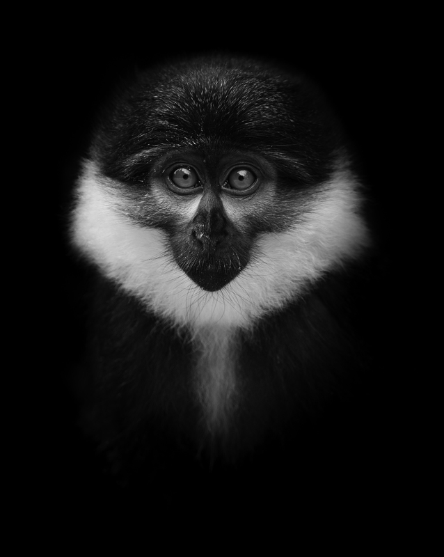 EXPO_mono_AD4A5282.jpg :: L'Hoest's monkey (Allochrocebus lhoesti), Rwanda.
