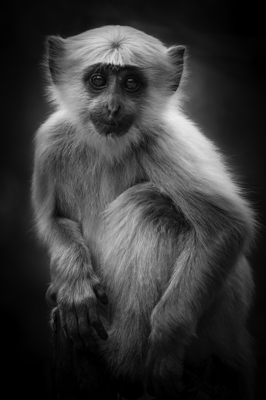 EXPO_mono_IMG_0933.jpg :: Northern plains gray langur (Semnopithecus entellus), India.