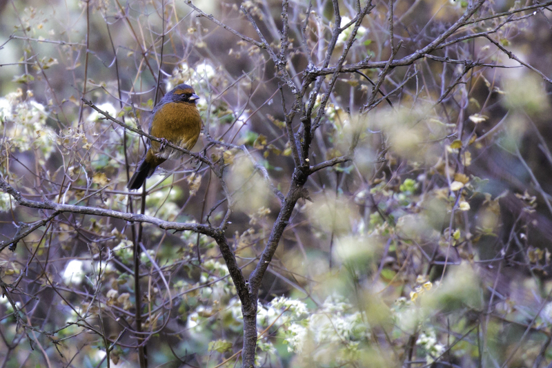 EXPO_monterita_AD4A5519.jpg :: Rufous-breasted Warbling-Finch (Poospiza rubecula), Santa Eulalia, Peru. Endangered.
