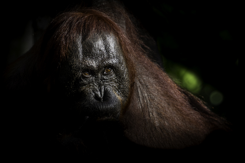 EXPO_orangutan_IMG_1761.jpg :: Bornean Orangutan (Pongo pygmaeus), Indonesia.