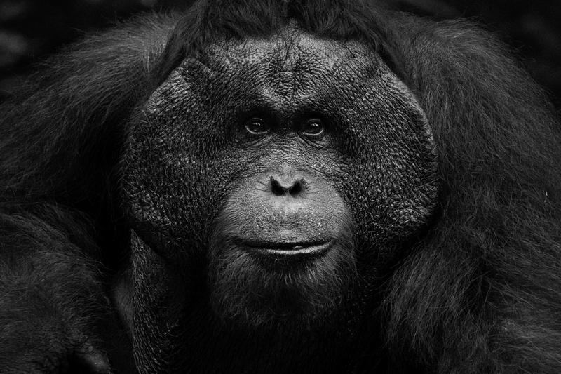 EXPO_orangutan_IMG_2718.jpg :: Bornean Orangutan (Pongo pygmaeus), Indonesia.
