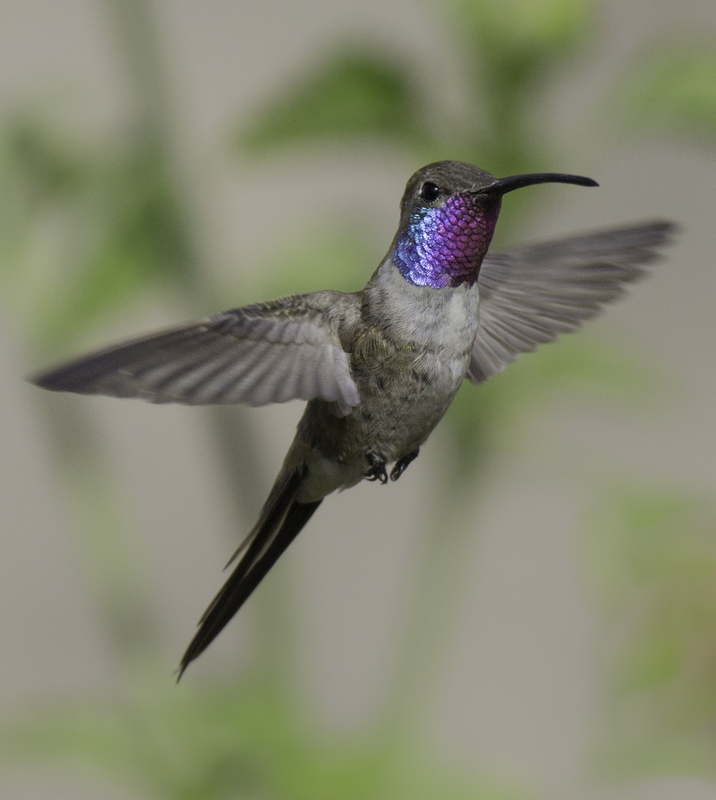 EXPO_picaflor_AD4A0524.jpg :: Oasis Hummingbird (Rhodopis vesper), Lima, Peru.