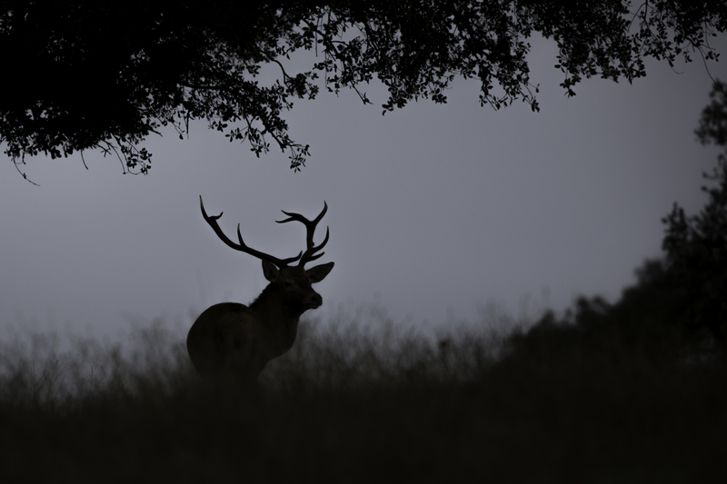 EXPO_venado_AD4A1359.jpg :: Red deer stag (Cervus elaphus) at Sierra de Andujar, Spain.