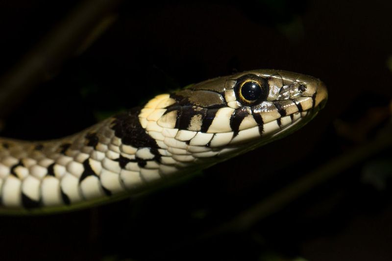 Natrix natrix.jpg :: Grass snake (Natrix natrix). Donau Auen National Park, Austria.