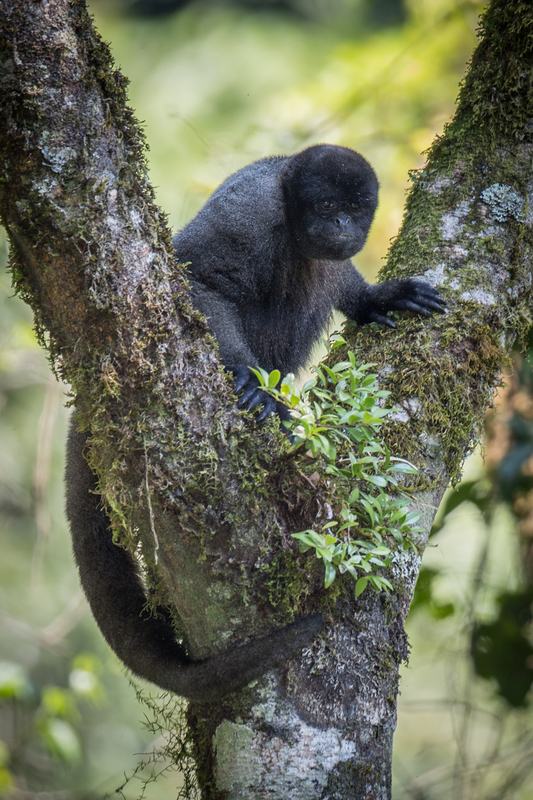PRINT_AD4A1763.jpg :: Gray woolly monkey (Lagothrix cana), Yanachaga-Chemillen National Park, Peru. Endangered.