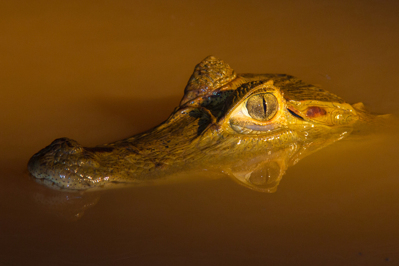 Picture09.jpg :: Spectacled caiman (Caiman crocodilus), Tambopata, Peru.
