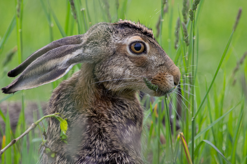 Picture22(1).jpg :: European hare (Lepus europaeus), Austria.