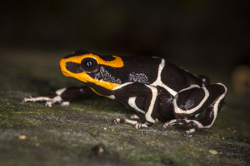 Ranitonemya_summersi_white-banded_AD4A3041(1).jpg