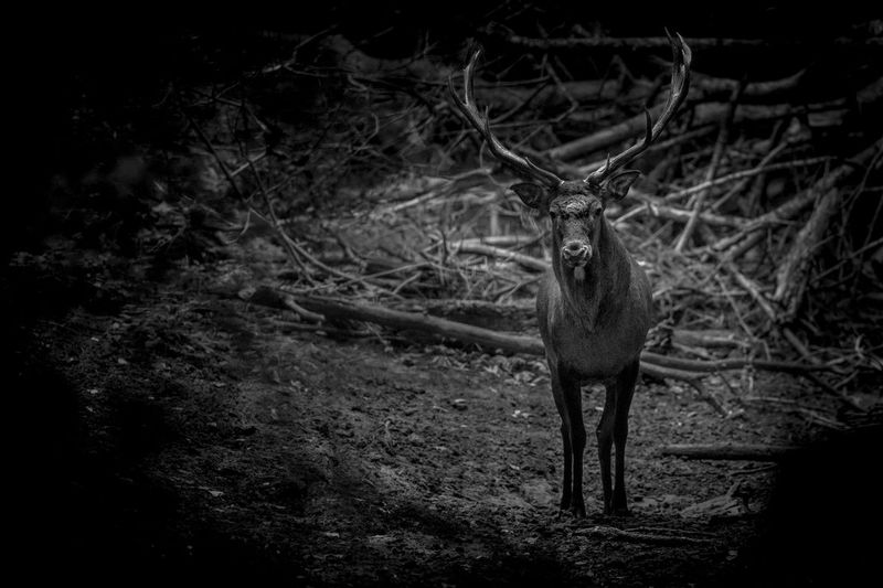 Stag.jpg :: Red deer stag (Cervus elaphus), Sierra de Andujar, Spain.