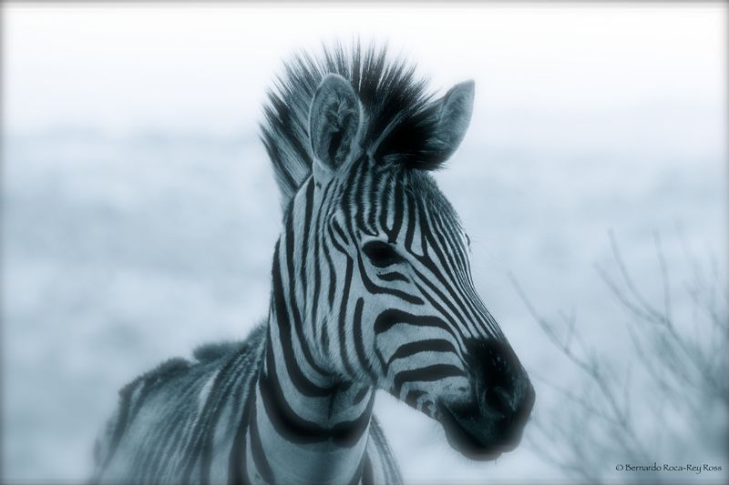 Zebra.jpg :: Burchell's Zebra (Equus burchelli), South Africa.