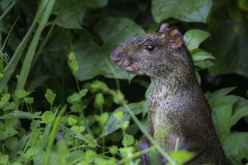 aguti_AD4A2274.jpg :: Central American agouti (Dasyprocta punctata), Mindo, Costa Rica.