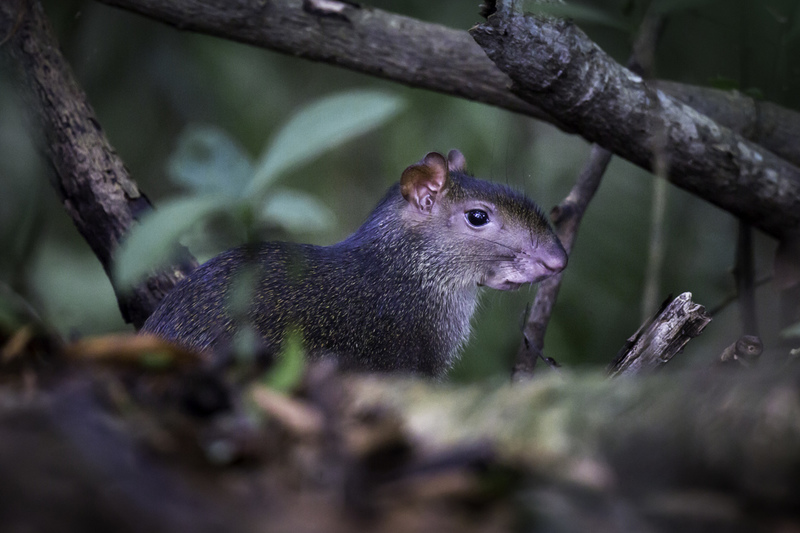 aguti_costa_rica_AD4A5375.jpg :: Central American agouti (Dasyprocta punctata), Costa Rica.
