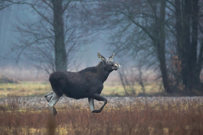 alce_bialowieza_AD4A1537.jpg