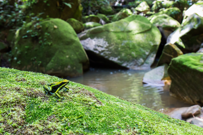ameerega_bassleri_AD4A4679.jpg :: Pleasing Poison Frog (Ameerega bassleri), Cordillera Escalera Regional Conservation Area, Peru.