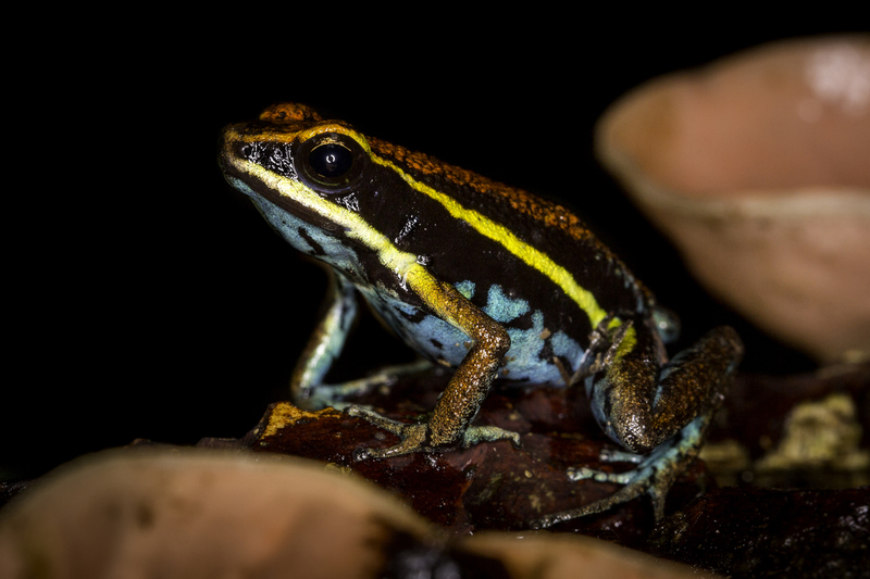 ameerega_cainarachi_AD4A2904.jpg :: Cainarachi Poison Frog (Ameerega cainarachi), Cordillera Escalera Regional Conservation Area, Peru.