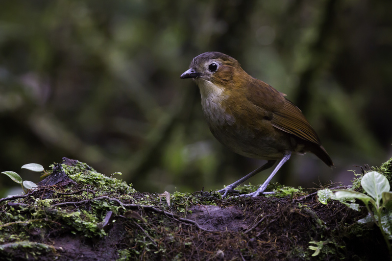 antpitta_AD4A3071.jpg :: Rusty-tinged Antpitta (Grallaria przewalskii), Fundo Alto Nieva, Alto Mayo Protected Forest, Peru.