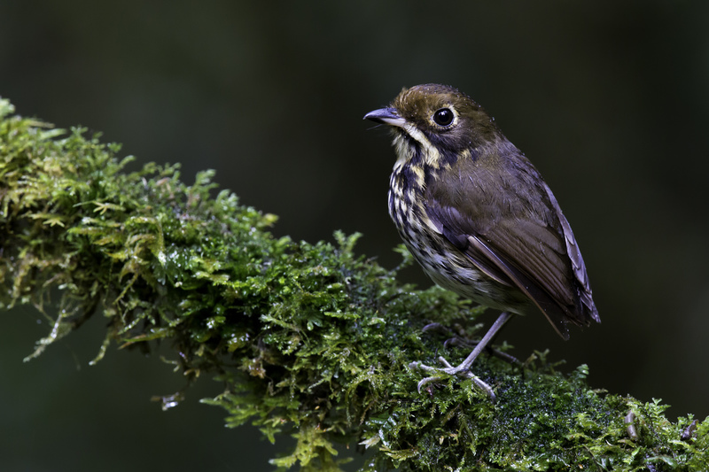 antpitta_AD4A3166.jpg :: Ochre-fronted Antpitta (Grallaricula ochraceifrons), Fundo Alto Nieva - Alto Mayo Protected Forest, Peru.