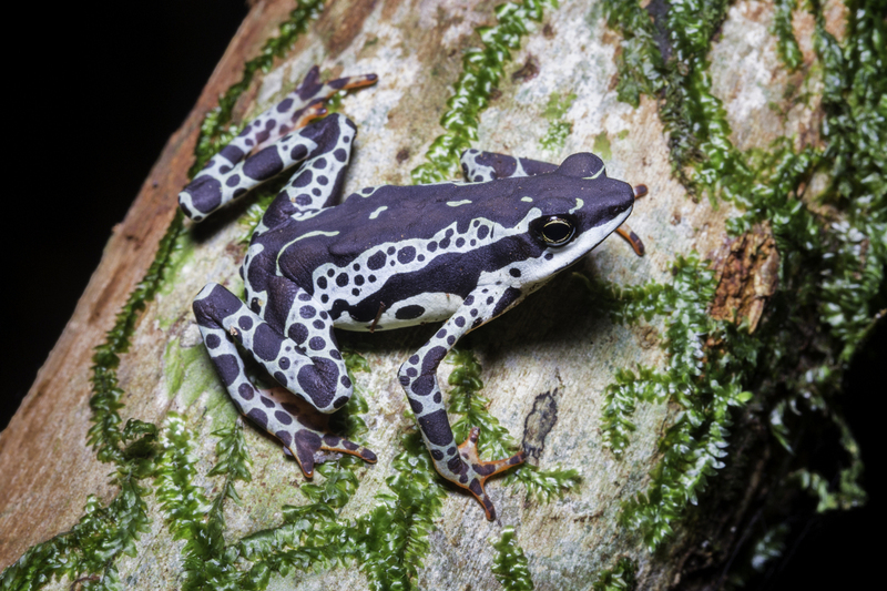 atelopus_AD4A5931(1).jpg