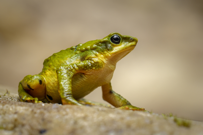 atelopus_epikeisthos_bis_H6A9996.jpg