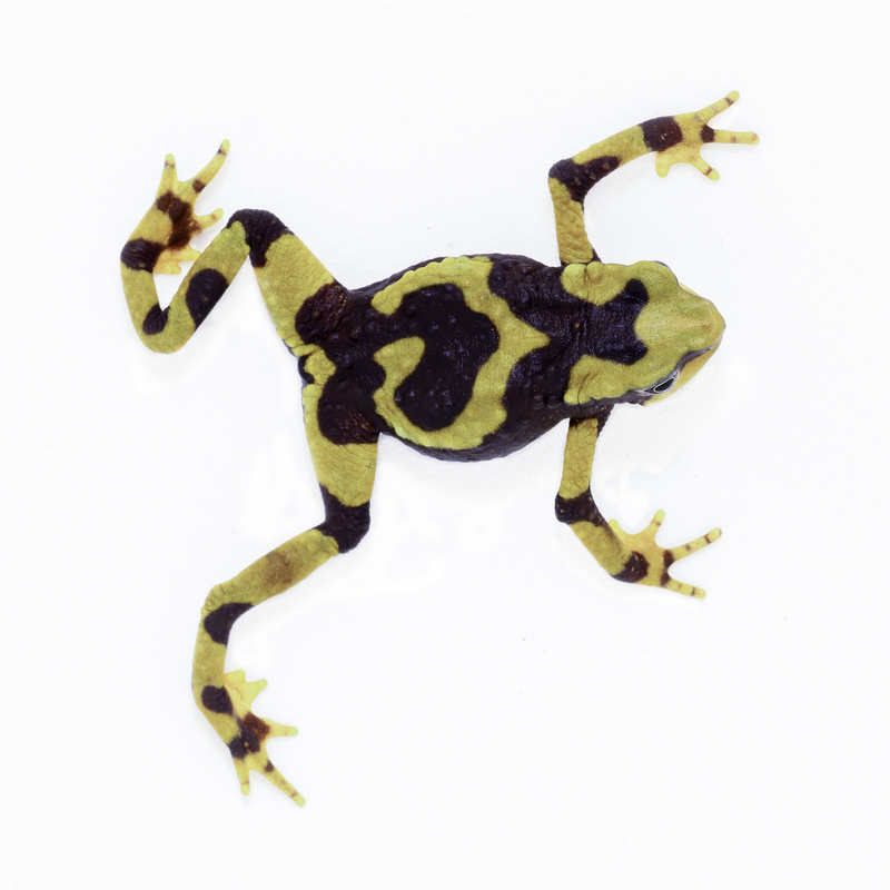 atelopus_pachydermus_H6A1649(1).jpg